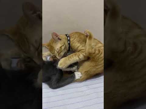 funniest cats playing#funny#youtubeshorts#entertainingcats#cutecats#funnycute