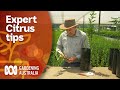 Citrus Tree Care and Grafting