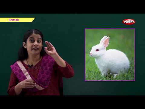 Let’s Learn About Animals | Learn Animals For Kids | Pre School Junior | Animals Song