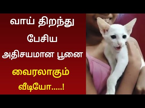 வாய் திறந்து பேசிய அதிசய பூனை ! வைரலாகும் வீடியோ
