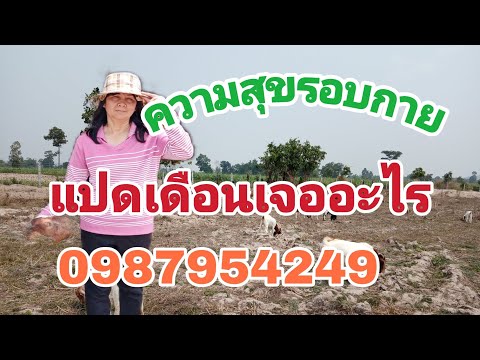 ข้อดีแพะ1ได้ความสุขไม่ต้องรอฝนเหมือนเกษตรอย่างอื่น2แพะคลอดบี คม.นะ เกษตรท้องถิ่น ข้อดีแพะ1ได้ความสุขไม่ต้องรอฝนเหมือนเกษตรอย่างอื่น2แพะคลอดบี