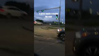 Goose using a crosswalk