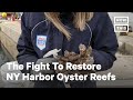 Billion Oyster Project and Environmental Advocacy