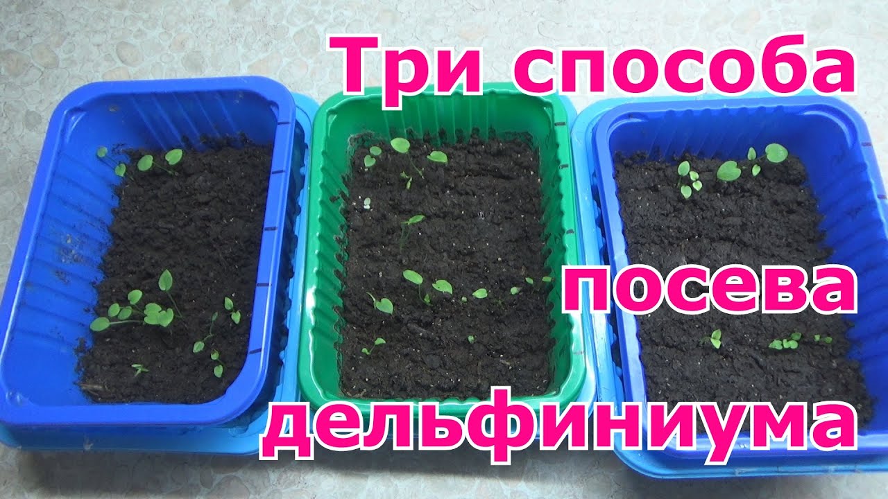 Нужна ли стратификация семенам дельфиниума. Как обмануть семена. Три способа посева дельфиниума