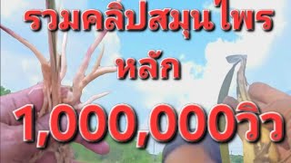 รวมคลิป1ล้านวิว..สมุนไพรบ้านๆแต่ดีจริงๆ