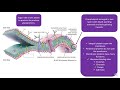 Plasma Membrane Structure and Function