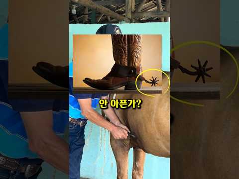 말들은 안 아플까??