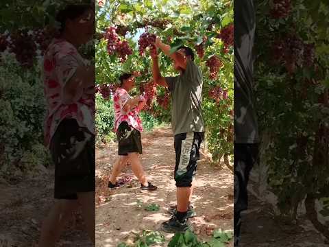 Secret tricks of grape growing 🍇 #shorts #grape #farming