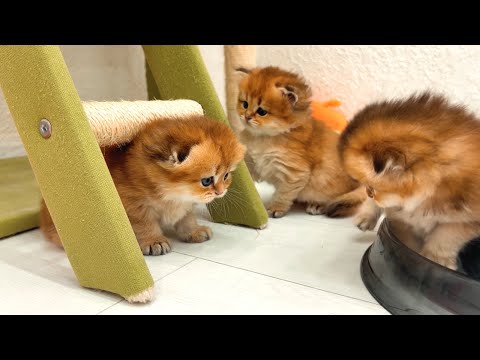 4 Fluffy Kittens Wake Up and Explore Their Room | Kitten Curiosity at Dawn