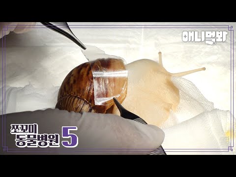 [쪼동5] 내원 환자 : 아프리카 왕 달팽이 초코님 | Animal Hospital for Tiny Animals S5 E2 : African Giant Snail ‘Choco’