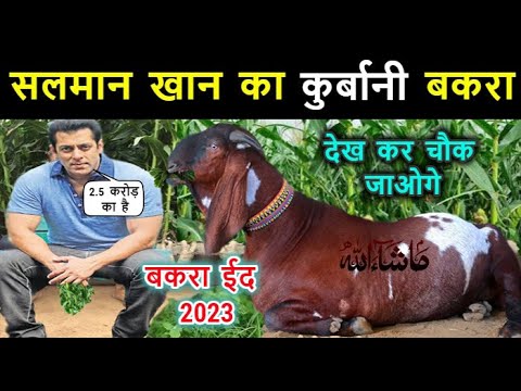 Bakra Eid 2023 - सलमान खान कुर्बानी बकरा 2023 // कीमत वजन सुनकर आप भी हैरान रह जाओगे