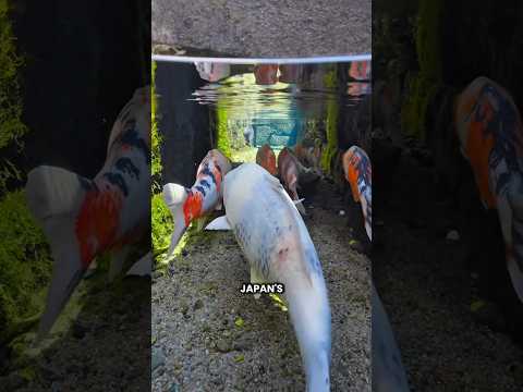 Koi Fish In Street Gutter #shorts #youtubeshorts #viralshorts #facts #amazingfacts