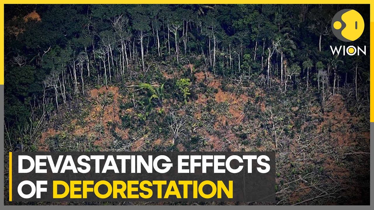 Forests being wiped out at alarming rate, says report