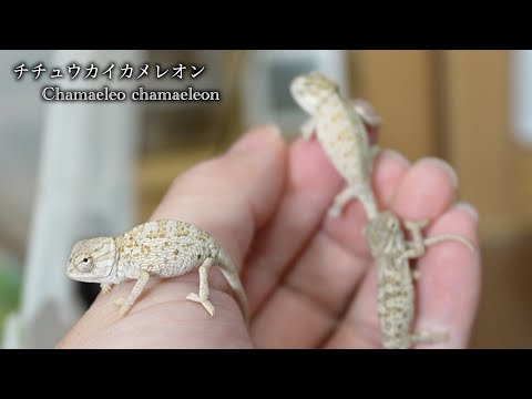また産まれた…！【チチュウカイカメレオン】