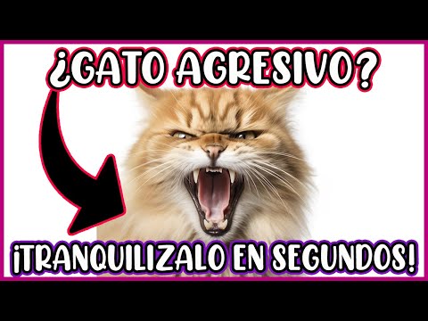 ¡No toques a tu gato si está enojado! Esto es lo que debes hacer! - SiamCatchannel