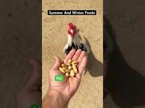 Summer and Winter Food For Roosters🐓#shorts #rooster #viralvideo #youtubeshorts