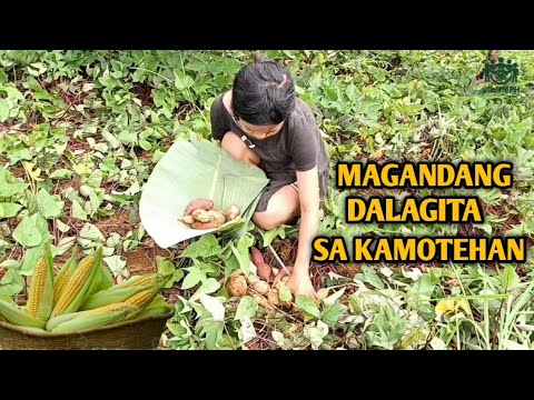 DALAGITA SA KAMOTEHAN NAPAIYAK SA AMING SURPRESA