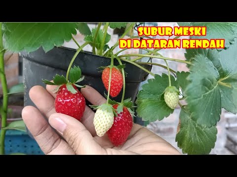 TIPS MENANAM STRAWBERRY  SUBUR BERBUAH LEBAT MESKI  DI DATARAN RENDAH