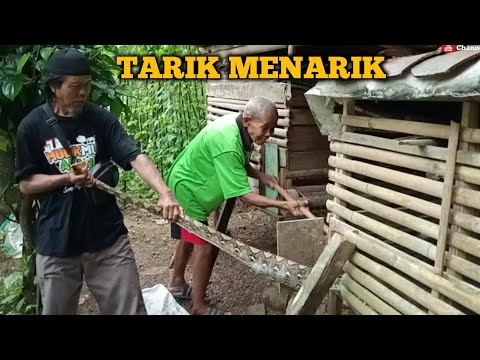 PHYTON KEPERGOK WARGA MEMANGSA JAGO BESAR