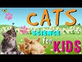Facts About Domestic Cats