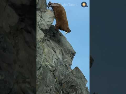 ஏன் இப்படி குதித்து உயிரை விடுகின்றன?! | Why they jump from Cliff?! | Animaltube Tamil