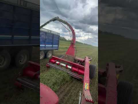 Chopping first cut alfalfa! #farming #farm #harvest