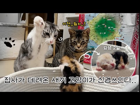 고양이들과 공동육아로 키워낸 새끼고양이 l 얼떨결에 시작된 6개월간의 육아 일기.