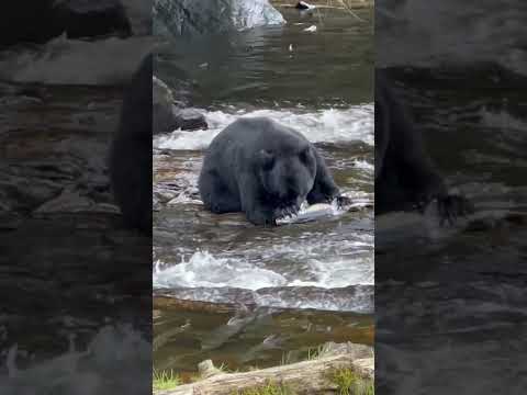 Black bear in Alaska feeds on salmon eggs.