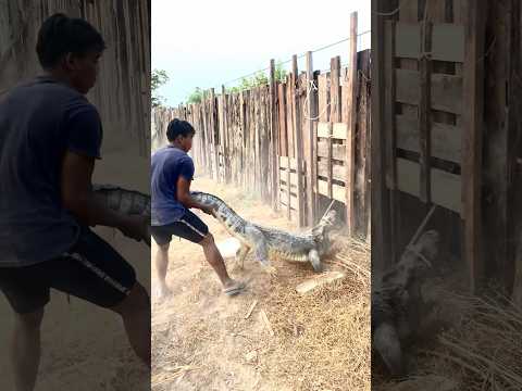 He reared this crocodile by himself