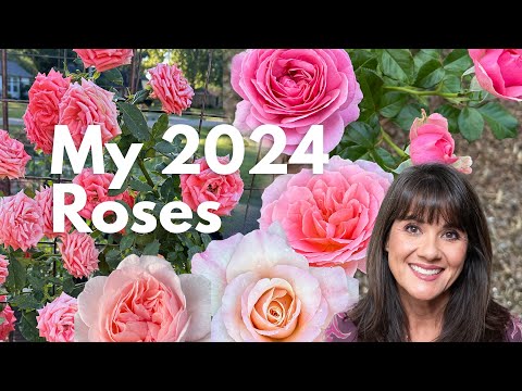 My 2024 Roses in Review Part 1- Details in Description