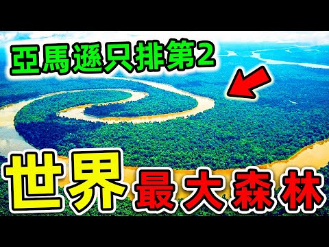 全世界最大的10個森林！亞馬遜只排第2，第一名面積1700萬平方，比台灣更大470倍。|#世界之最top #世界之最 #出類拔萃 #腦洞大開 #top10 #最大森林