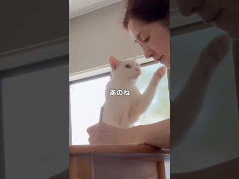 あのね🐾 #白猫 #シロちゃん #猫のいる暮らし