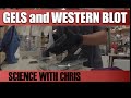 Protein Analysis Techniques