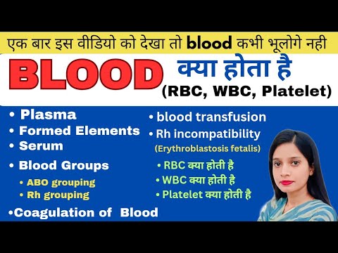 BLOOD in 1 Shot - Body Fluids and Circulation 01 || NEET 2025 ||