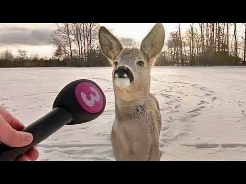 Los vídeos más divertidos de ANIMALES 2024 que te harán reír hasta las lágrimas 😂