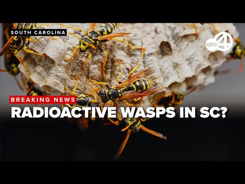 YouTube video thumbnail: Experts Weigh-in on Radioactive Wasps Nest Found in South Carolina