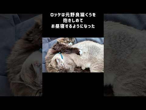 かつて窓越しに挨拶してた野良猫と家猫｜今ではピッタリくっついて窓辺で一緒にお昼寝してる　#shorts