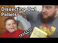 Owl Pellets and Their Contents
