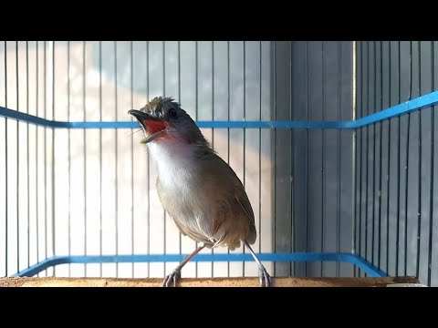 KALAU PAGIMU TIDAK PERNAH DENGAR SUARA BURUNG INI, BERARTI ANDA ORANG KOTA 😁‼️