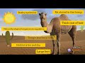 Camel Adaptations in Desert Environments