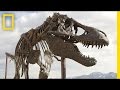 T-Rex Discovery and Journey