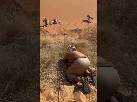 الصقر افلس من الارنب وصاد السلوقي 😅