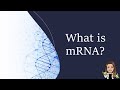 Understanding mRNA and Its Role in Protein Synthesis