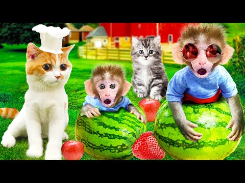 Bon Bon Monkey play with cat and eat watermelon so yummy!