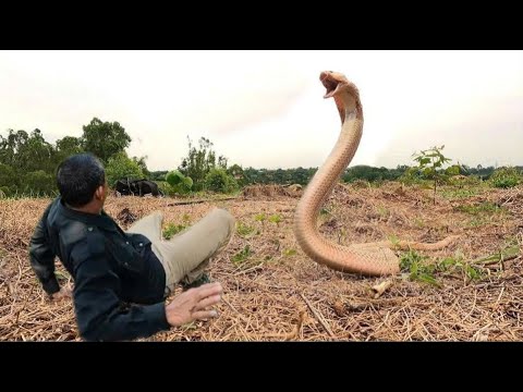 A man's terrifying moment when confronting a ferocious king cobra in the forest.