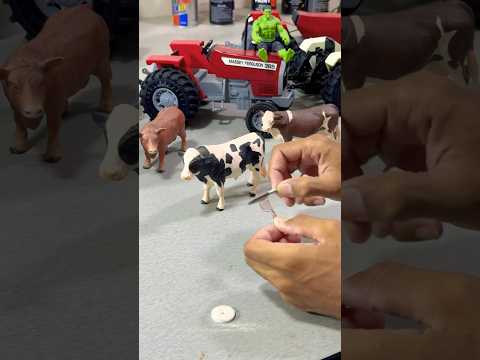 Mini cow Eid Mubarak