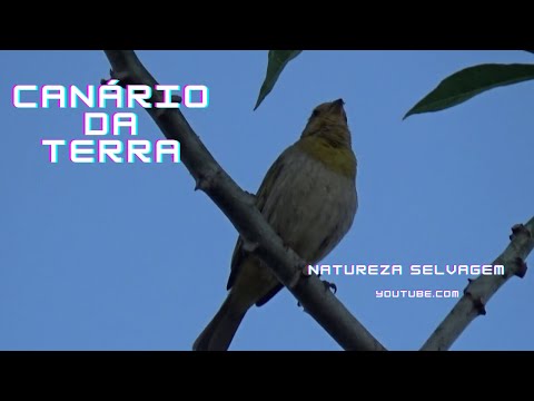 Canário da terra Pardo filhote ainda mas com lindo canto muito Arrojado gravado 17 02 2025  N453