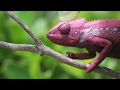 Animal Adaptations and Survival Strategies