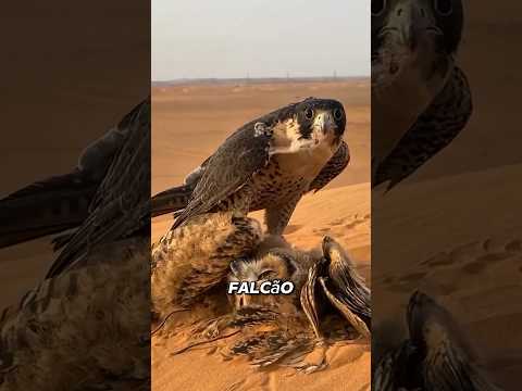 ESSE Pássaro é o VELOCISTA dos CÉUS! #bicho #curiosidade #animal