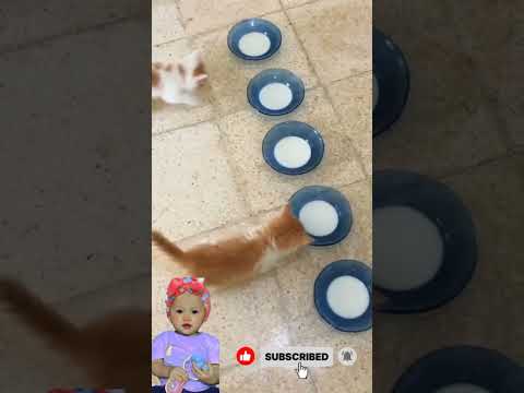 cat milk ☺️☺️ #cat #imut #flysong #funny #cute #sad #kitten #shorts #fyp #viral